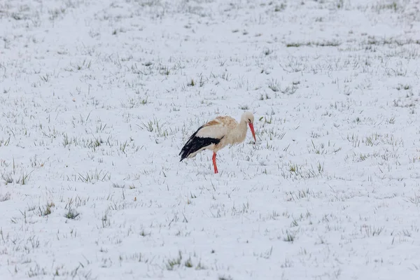 Una Cigüeña Blanca Sorprendida Por Invierno Busca Comida Nieve Biotopo — Foto de Stock