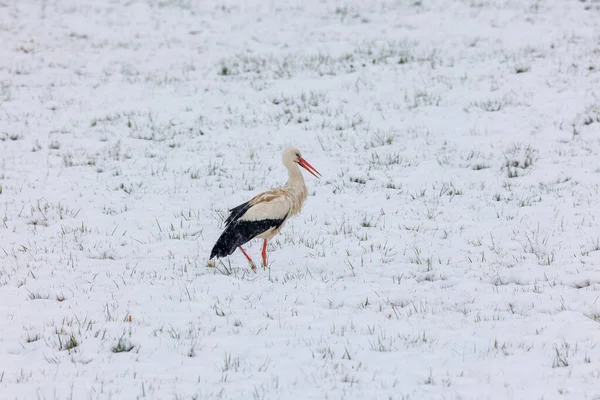 Una Cigüeña Blanca Sorprendida Por Invierno Busca Comida Nieve Biotopo — Foto de Stock