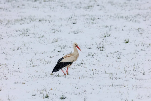 Bílý Čáp Překvapený Zimou Hledá Potravu Sněhu Schmuttertalském Biotopu Poblíž — Stock fotografie