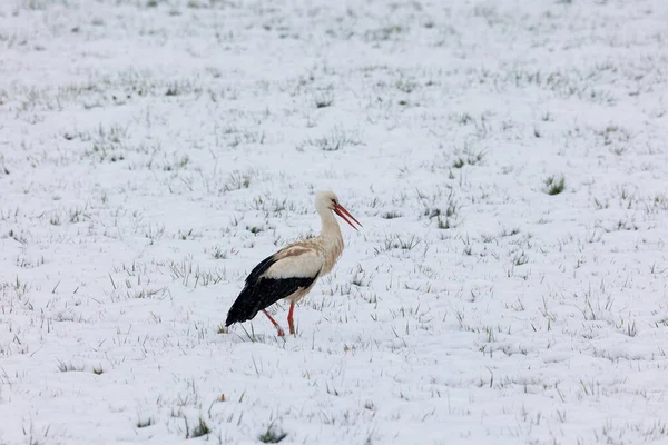 Una Cigüeña Blanca Sorprendida Por Invierno Busca Comida Nieve Biotopo — Foto de Stock