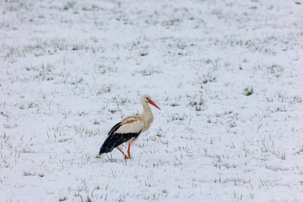 Bílý Čáp Překvapený Zimou Hledá Potravu Sněhu Schmuttertalském Biotopu Poblíž — Stock fotografie