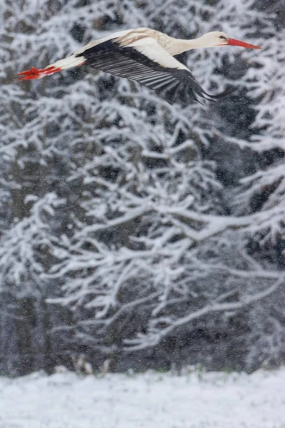 Uma Cegonha Branca Surpreendida Pelo Inverno Procura Comida Neve Biótopo — Fotografia de Stock