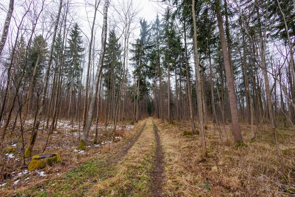 Camino Bosque Invierno — Foto de Stock