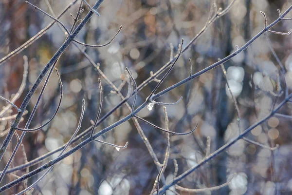Der Sonne Glitzernde Frostbedeckte Zweige Einem Eiskalten Wald — Stockfoto
