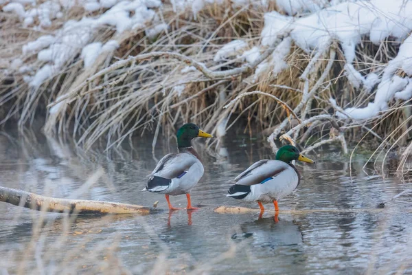 两只雄性野鸭在白雪覆盖的溪流中游泳 — 图库照片