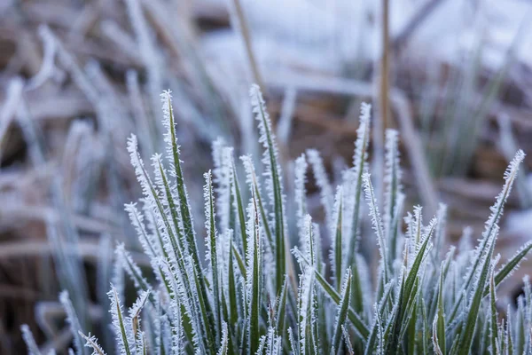 Grashalme Mit Raureif Bedeckt Einem Eiskalten Wintertag — Stockfoto
