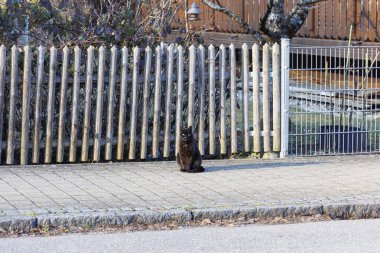 Siyah evcil bir kedi kaldırımdaki tahtadan yapılmış bir çitin önünde oturur. 