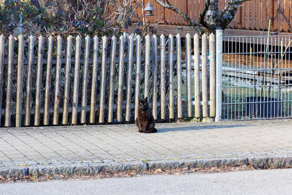 Gato Doméstico Negro Sienta Frente Una Valla Hecha Listones Madera — Foto de Stock