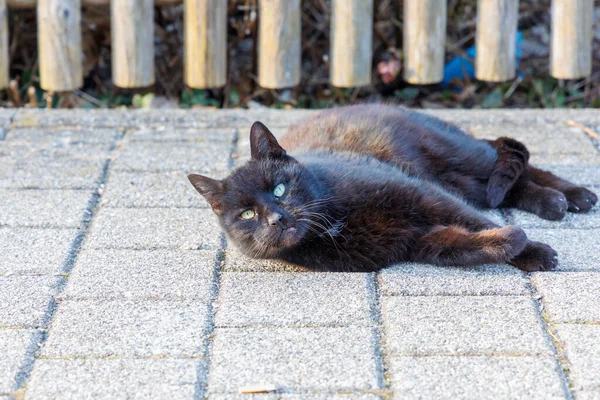 Černá Domácí Kočka Sedí Před Plotem Dřevěných Prken Chodníku — Stock fotografie
