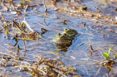 Bir kurbağa gölün kıyısındaki su bitkilerinden dışarı bakar.