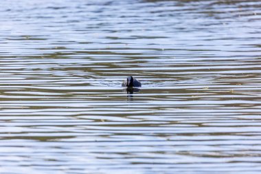Bir yaban ördeği gölün sularında yüzer