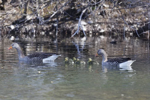 Egy Greylag Goose Család Két Szülővel Csibével Úszkál Víznél — Stock Fotó