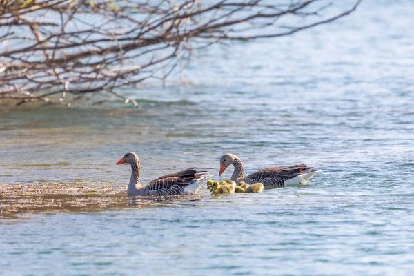 一个有着两只父母和五只小鸡的灰鹅家庭在水里游泳 — 图库照片