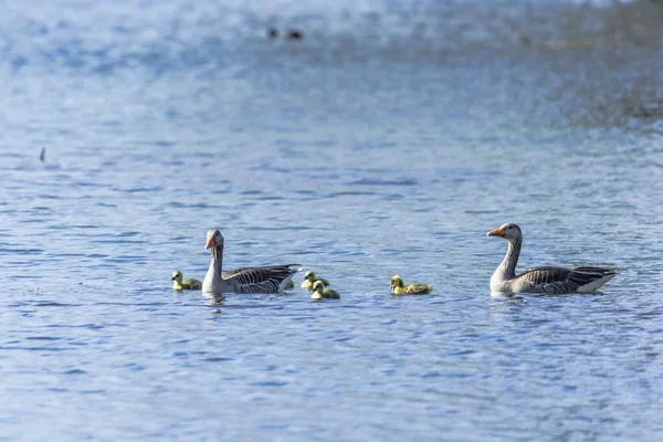 Egy Greylag Goose Család Két Szülővel Csibével Úszkál Víznél — Stock Fotó