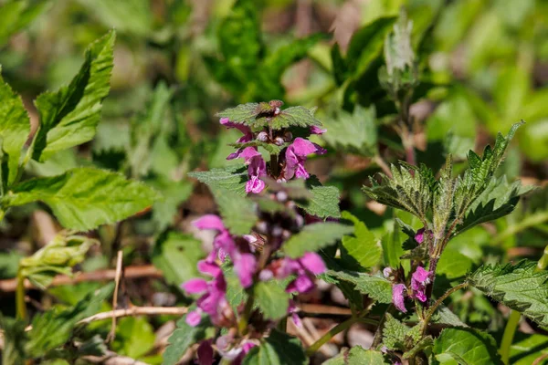 Zbliżenie Purpurowe Kolorowe Kwiaty Deadpokrzywy — Zdjęcie stockowe