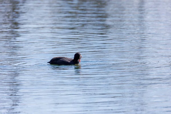 Une Foulque Nage Dans Eau Lac — Photo