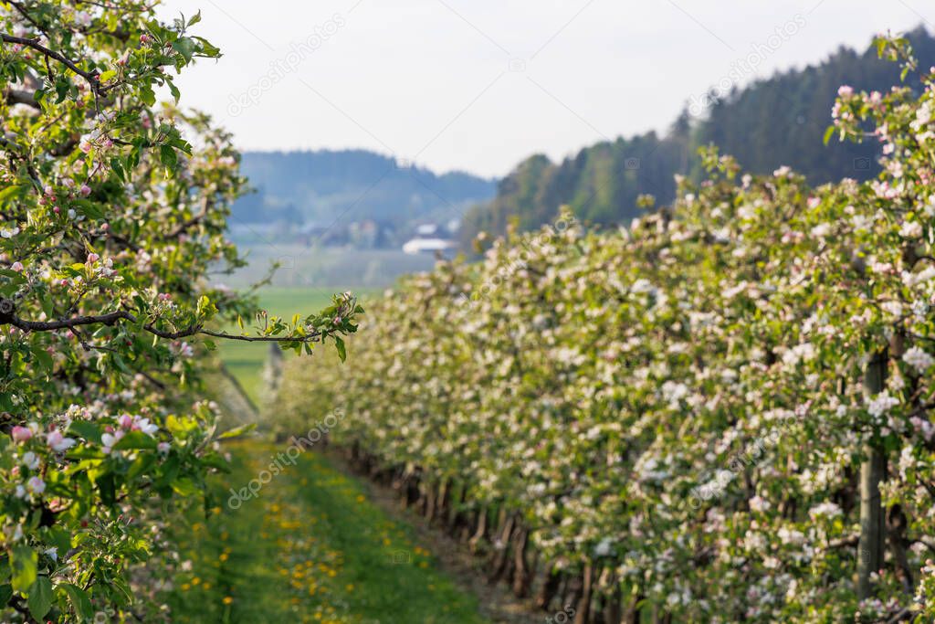 red white blossoming apple tree flowers in an orchard in fruit growing region Lindau-Bodensee in Germany