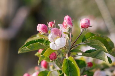 Almanya 'nın Lindau-Bodensee bölgesindeki meyve bahçesinde çiçek açan kırmızı beyaz elma ağacı çiçeklerini kapatın.
