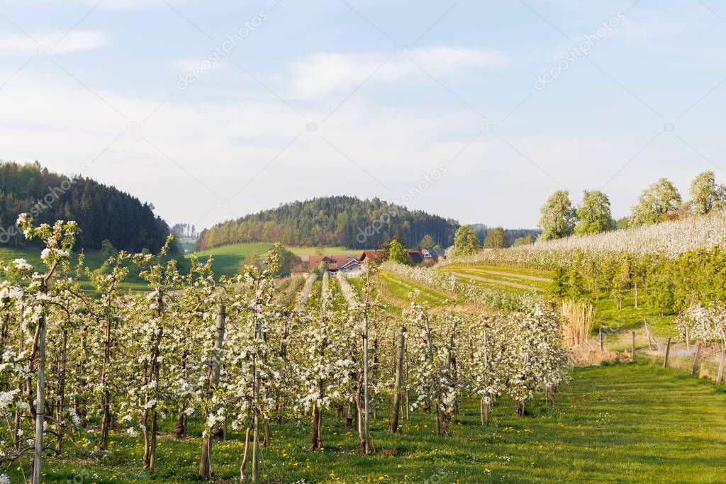 Close up of red white blossoming apple tree flowers in an orchard in fruit growing region Lindau-Bodensee in Germany