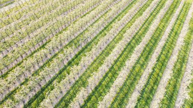Almanya 'nın Lindau-Bodensee bölgesindeki çiçek açan elma bahçesi havadan görülüyor.