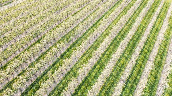 Almanya 'nın Lindau-Bodensee bölgesindeki çiçek açan elma bahçesi havadan görülüyor.