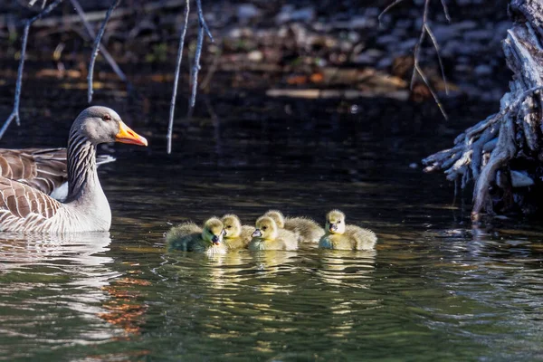 Una Familia Gansos Con Dos Padres Cinco Polluelos Nada Agua — Foto de Stock