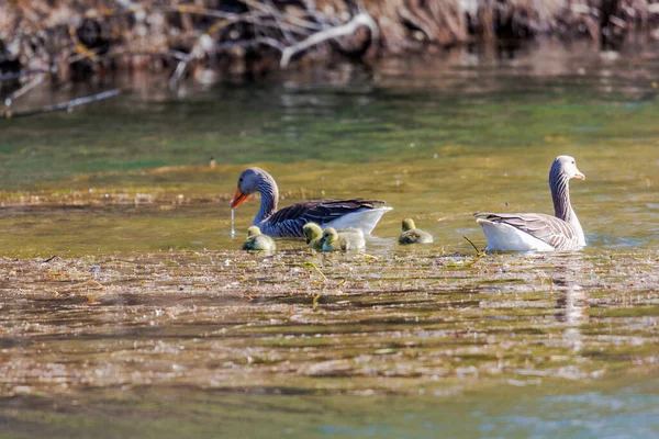 Eine Graugans Familie Mit Zwei Eltern Und Fünf Küken Schwimmt — Stockfoto