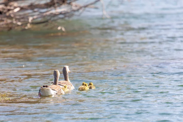 Eine Graugans Familie Mit Zwei Eltern Und Fünf Küken Schwimmt — Stockfoto