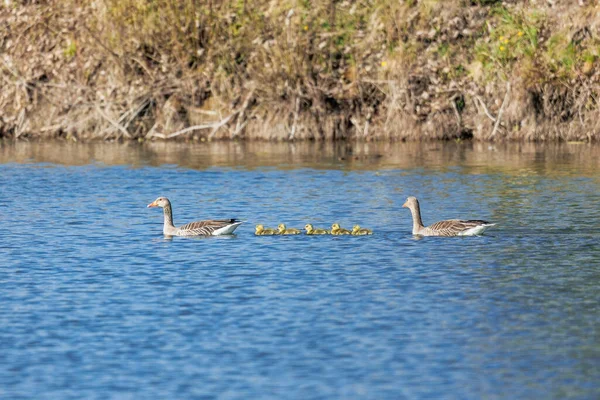 Een Grijze Ganzenfamilie Met Twee Ouders Vijf Kuikens Zwemt Een — Stockfoto
