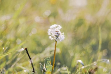 Arkaplan olarak ışıldayan çiy damlalarıyla karahindiba çiçekleri olan bulanık bir çayır.