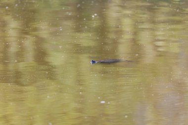 Sazlık büyüyen gölün bulanık sularında kırmızı yanaklı bir sürgülü kaplumbağa.
