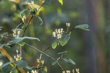 Ormandaki hanımeli çiçekleri.