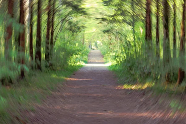 Concentric circles aim to the end of a forest path with blurred background and create a brine effect