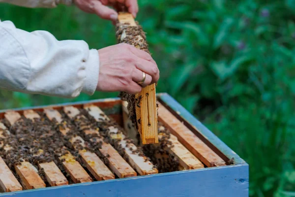 Beekeeper Works Honeycombs Bee Box Zander Size — Stok fotoğraf