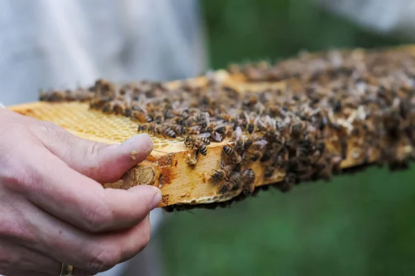 Bir Arı Yetiştiricisi Zander Boyutunda Bir Arı Kutusunda Bal Peteğiyle — Stok fotoğraf