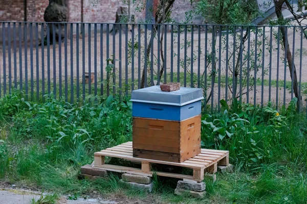 Apicultor Trabaja Con Panales Una Caja Abejas Tamaño Zander —  Fotos de Stock