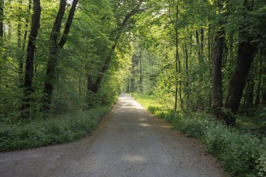 Orman yolu renkli mercimek lekeleri ve güneş ışınları ile sabah ormanda