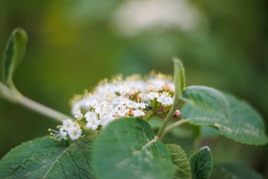 Ormandaki kartopu çalılarının çiçekleri. Arka planı bulanık ve yumuşak bokeh.