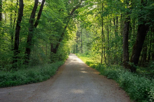 Orman yolu renkli mercimek lekeleri ve güneş ışınları ile sabah ormanda