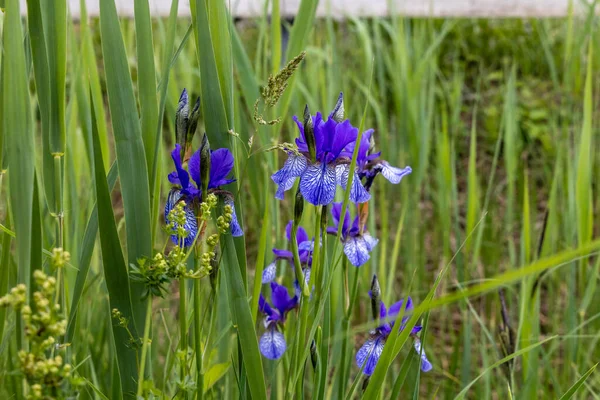 Íris Siberiana Azul Nos Prados Cama Protegidos Costa Sul Ammersee — Fotografia de Stock