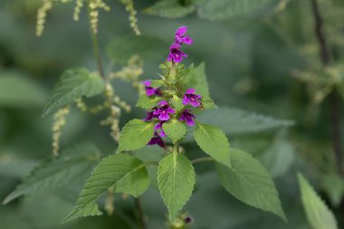 Yumuşak kenevir dişlerinin çiçeklerinin önünde uçan sinek.