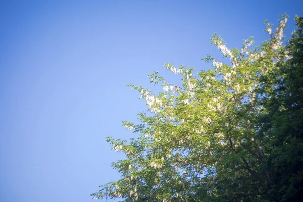 White Flowers Umbels Acacia Tree Early Summer — Stock Photo, Image