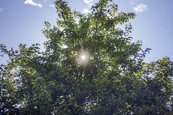 Sun Rays Shine Leaves Apple Tree Early Summer Blue Sky — Stock Photo, Image