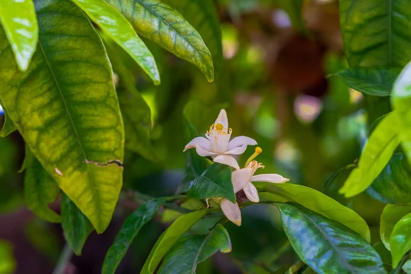 Orangers Avec Des Fruits Des Fleurs Comme Arbres Avenue Dans — Photo