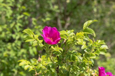 Yaz tarlasında açan güzel pembe çiçek.