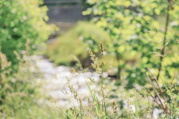 Nahaufnahme Von Grünen Pflanzen Sommerwald — Stockfoto