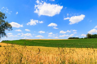 Kırsal alan, tahıl tarlaları ve mavi gökyüzünün altında küçük tüy bulutları güneşli bir günde