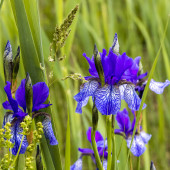 Blaue Sibirische Schwertlilie auf den geschützten Streuwiesen am Südufer des Ammersees in Bayern