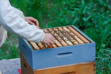 Bir arı yetiştiricisi Zander boyutunda bir arı kutusunda bal peteğiyle çalışır.