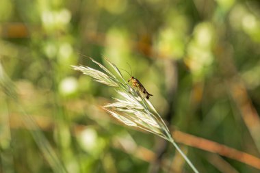 Dişi akrep bir ot sapında uçar.
